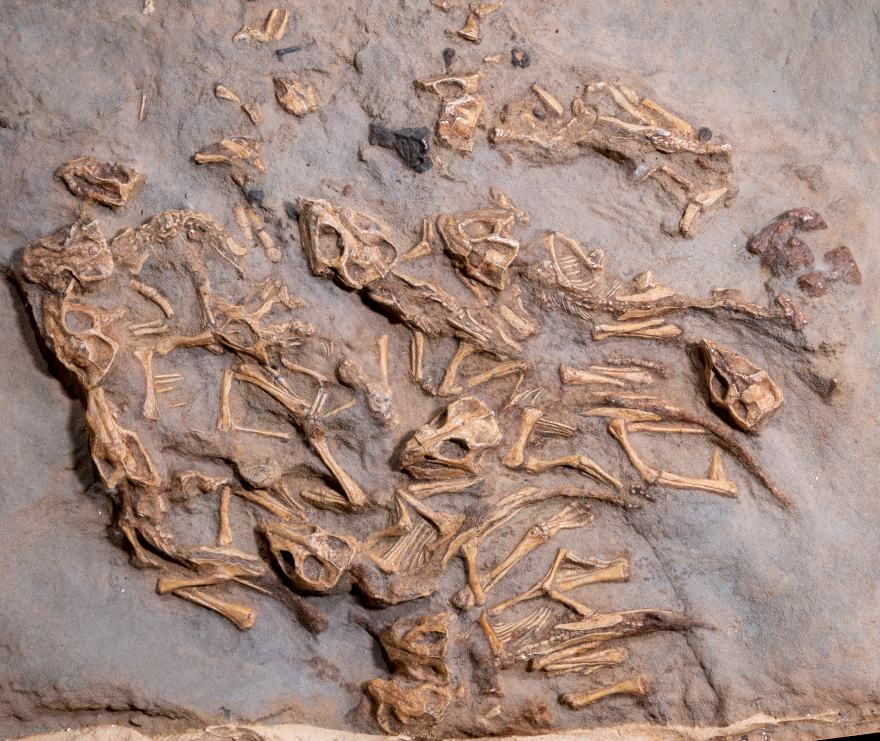 プロトケラトプス幼体 産状化石