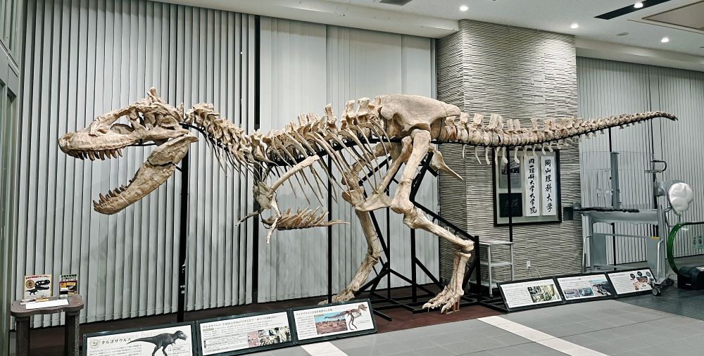 タルボサウルス成体 全身骨格